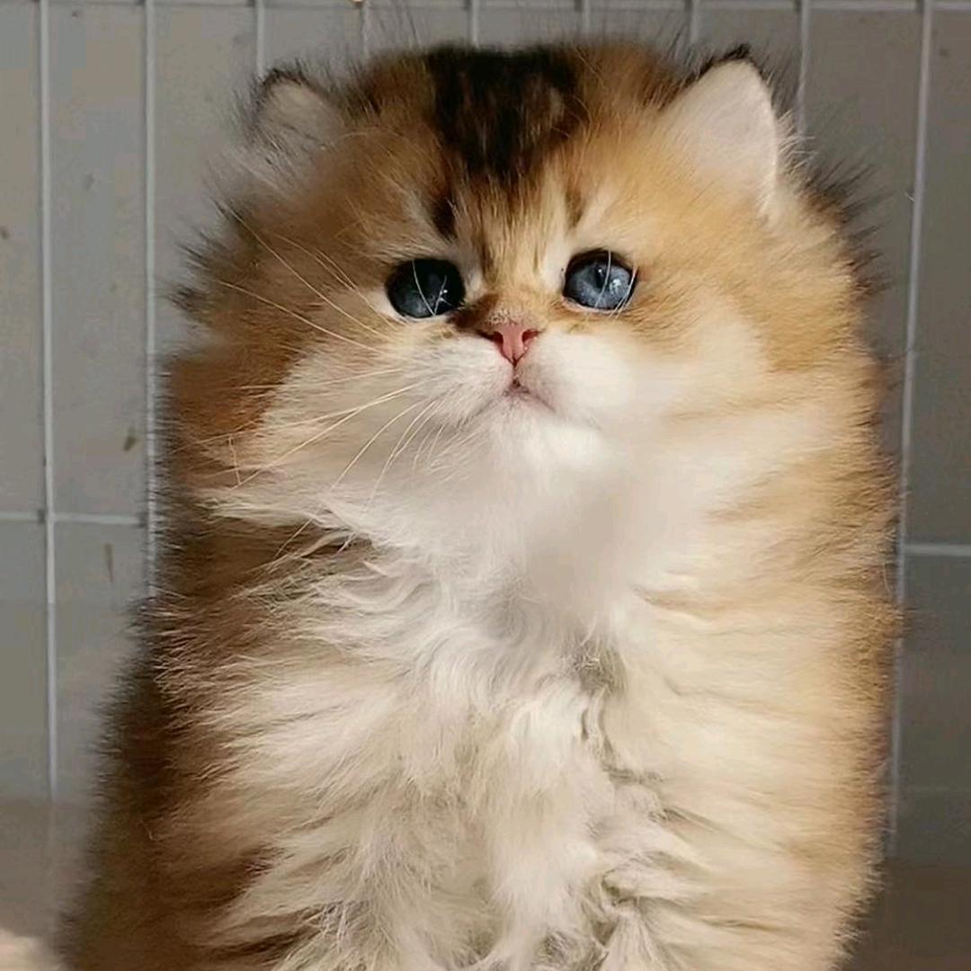 猫来猫往