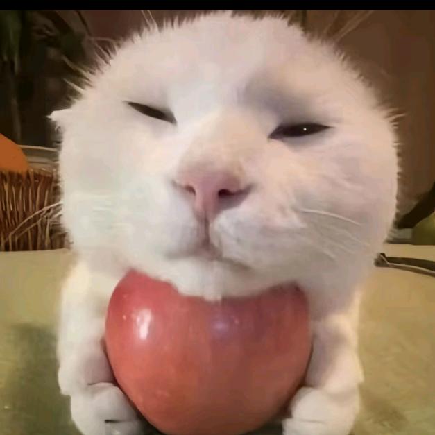 照彻