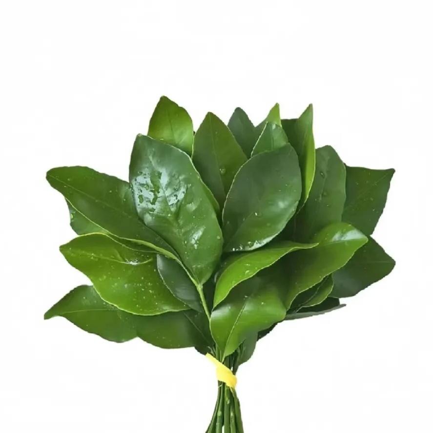 蹦蹦跳跳（橱窗有好物）