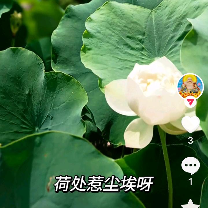 菏韵
