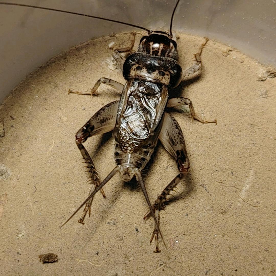 木子蛐蛐宠物服务中心