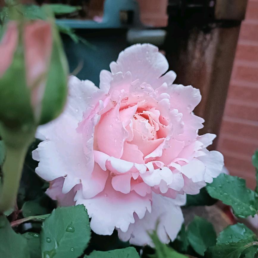 雨中蝶🦋