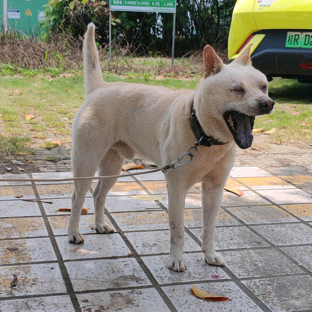 苗山土猎犬