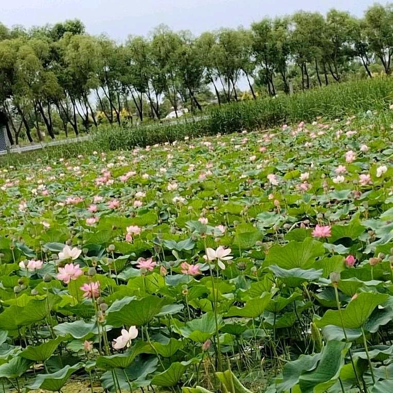 徐阿姨的情感茶话会