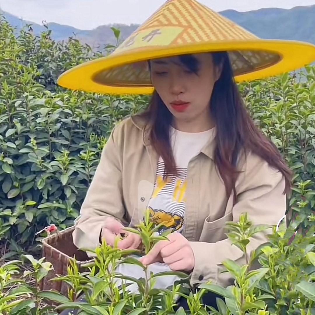 一盏茶庄