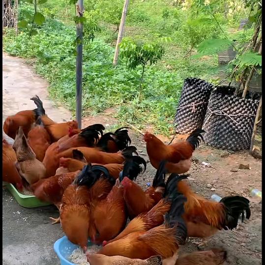 凤凰虫高产育虫,教,学