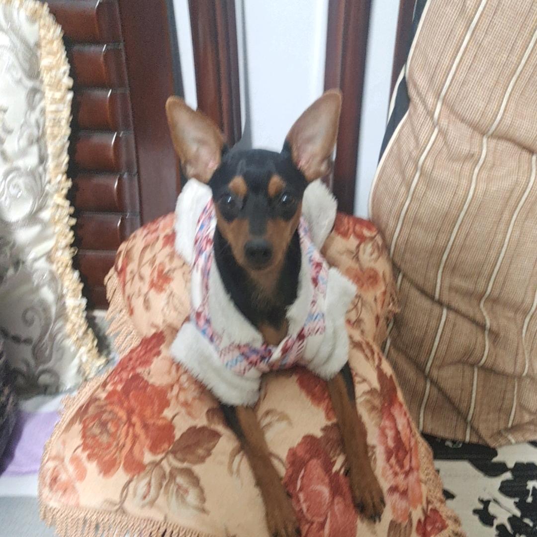 小苹果