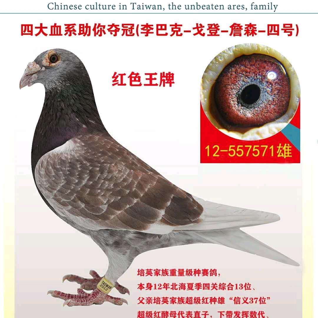 中卫鸽舍