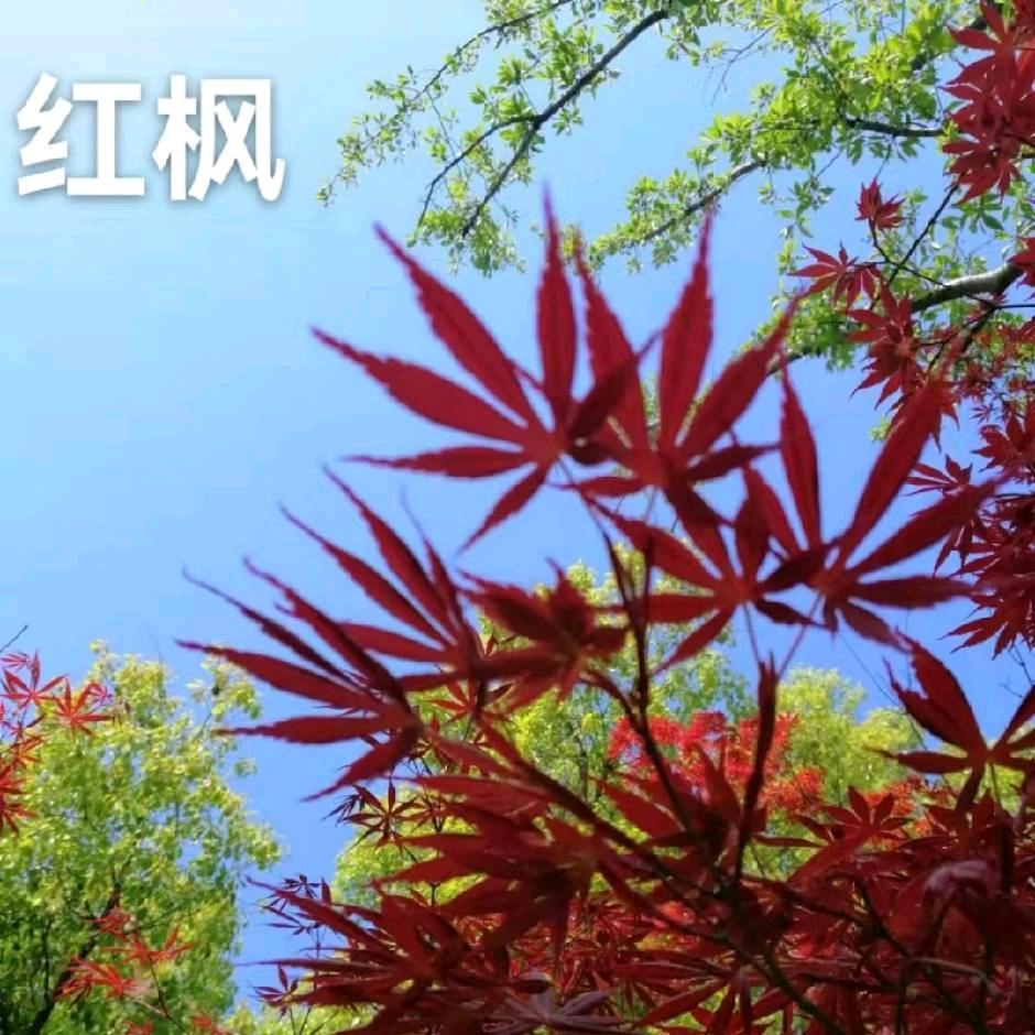 小福星