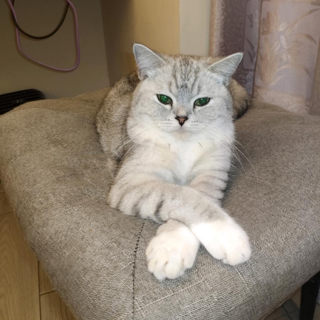小鑫鑫