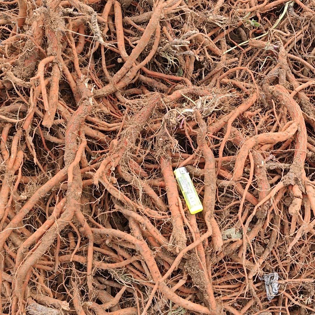 90后丹参小黑马