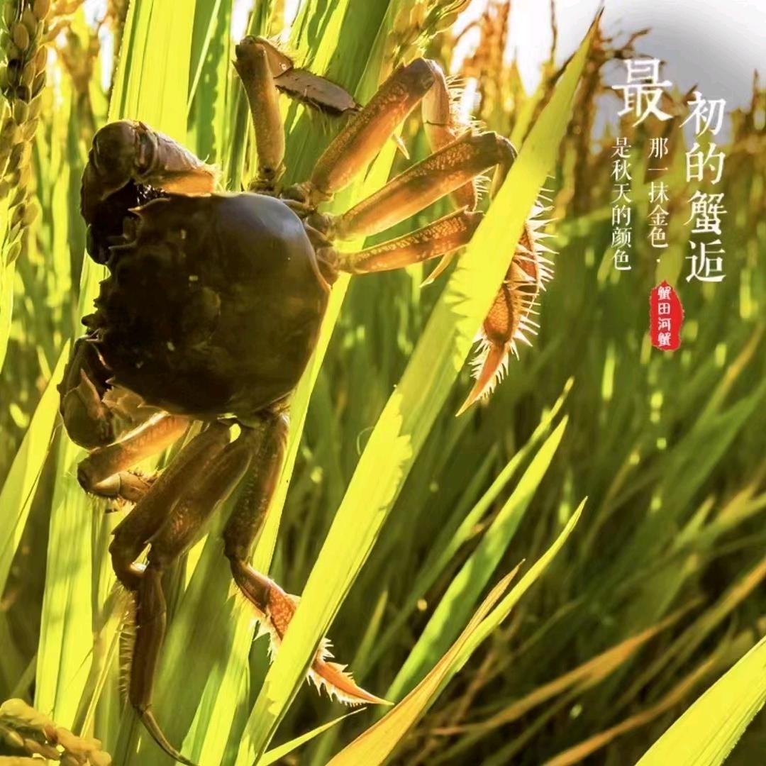 盘锦蟹管家