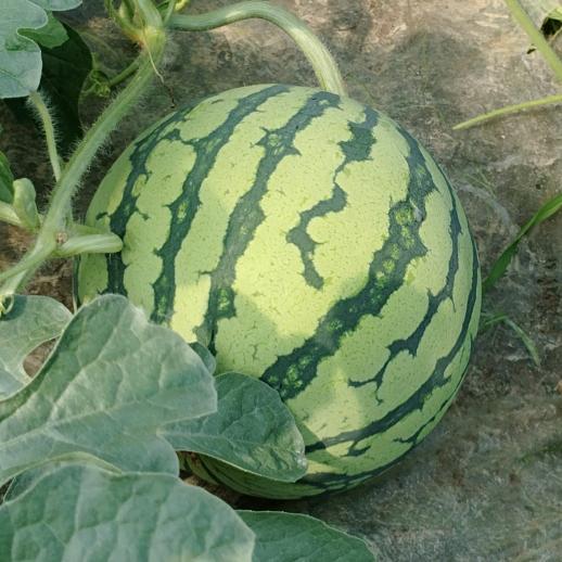 ゛泪湿ヾ妆颜つ