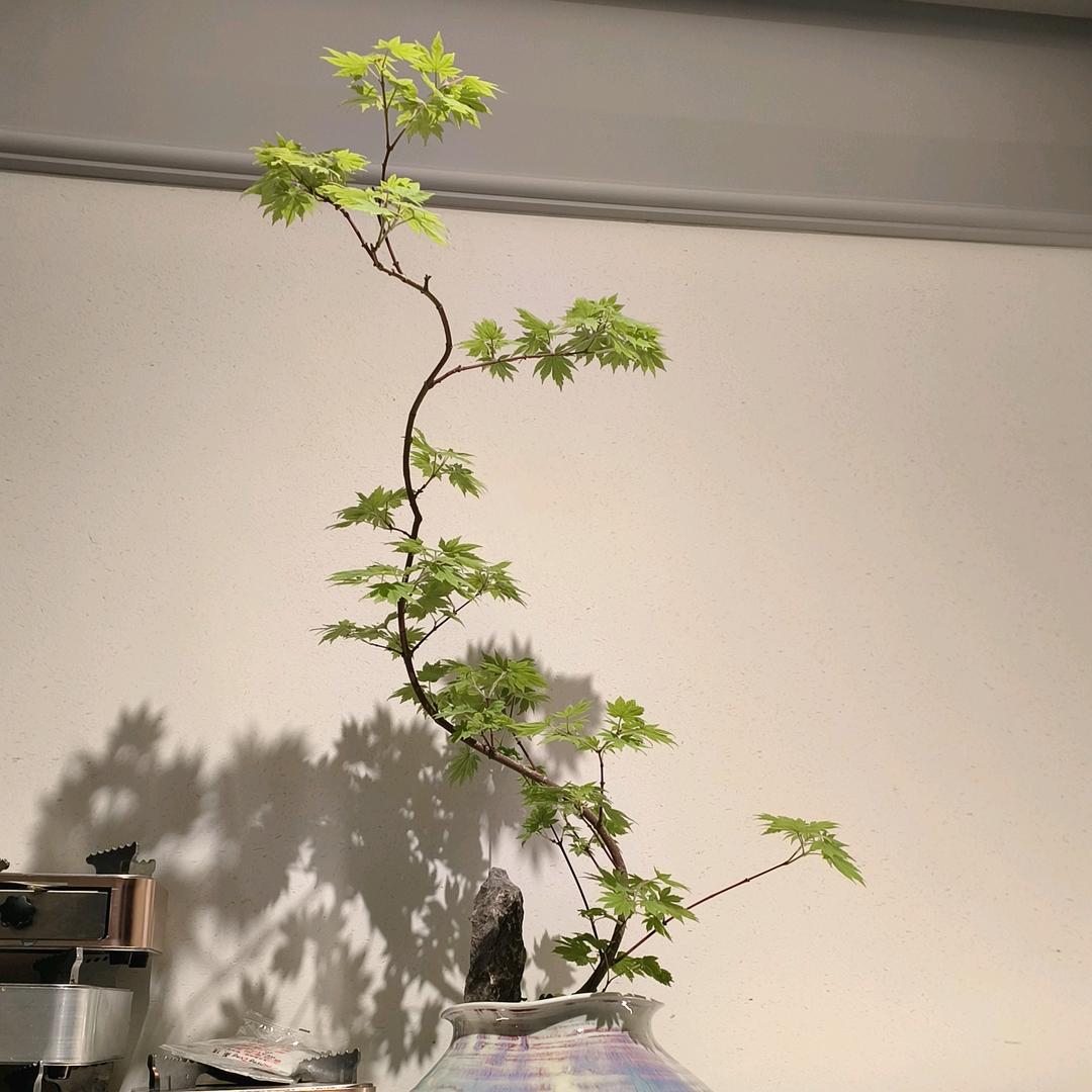我🍋了