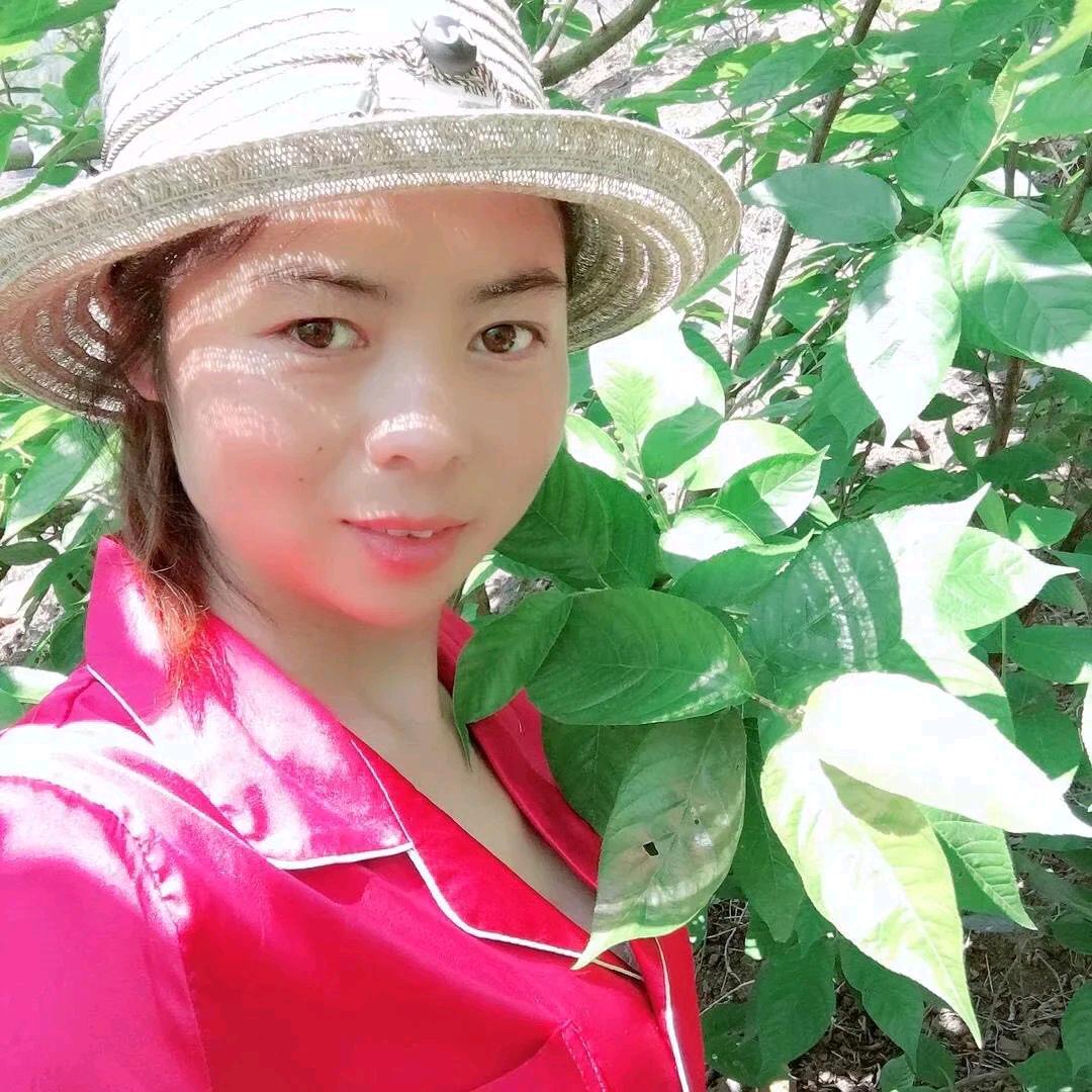 樱花雨梦