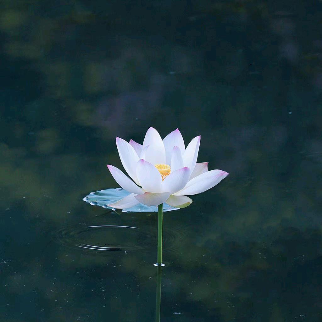蔬菜水果菠萝包