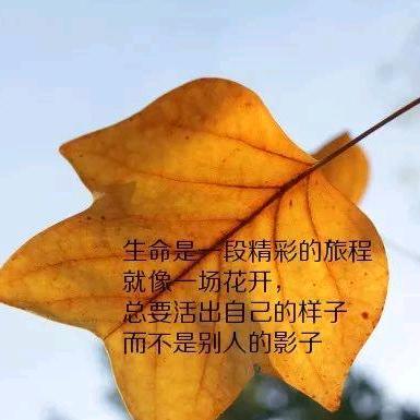 孤独幻雪狼