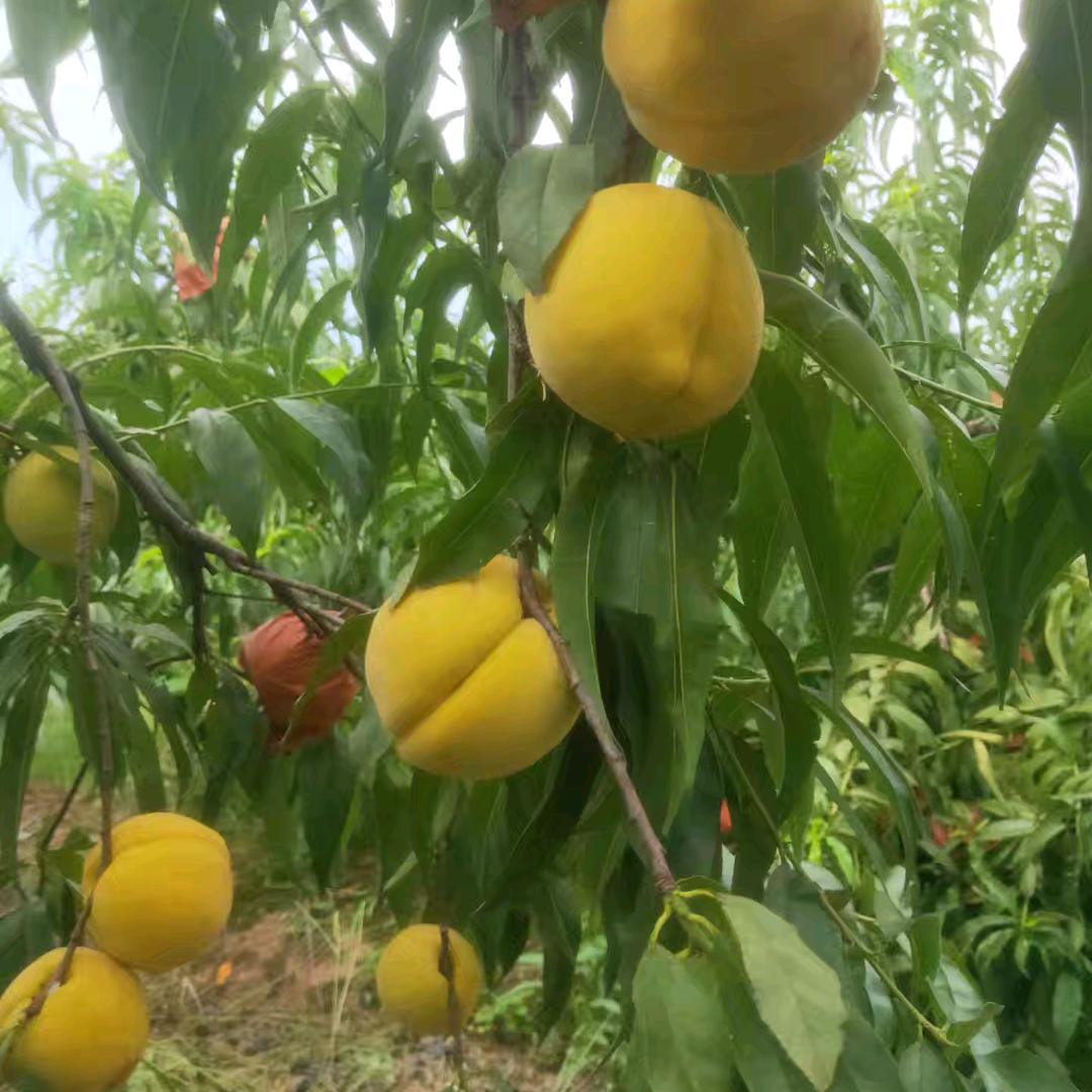 黄桃种植（小趴蔡）