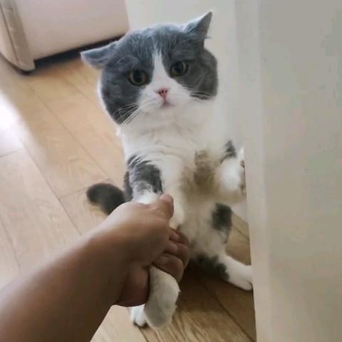 贰拾玖