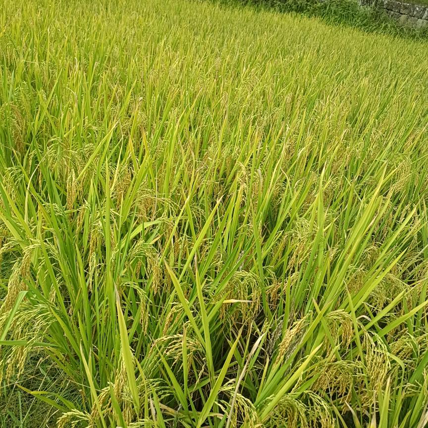 幸福的味道