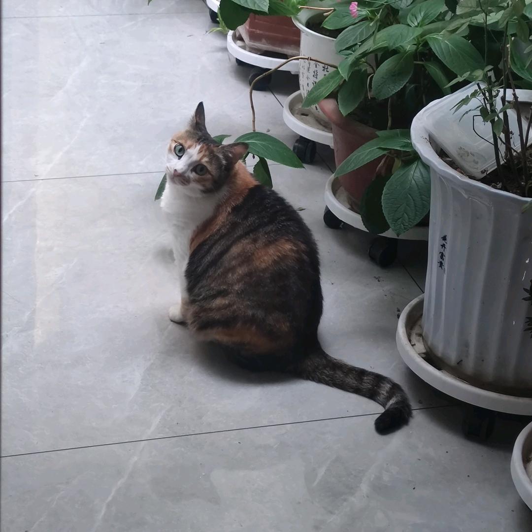 风中在笑