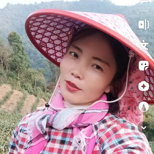 采茶小凤