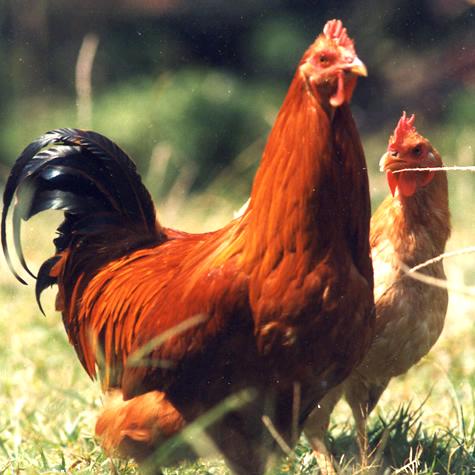 红冠三鼎