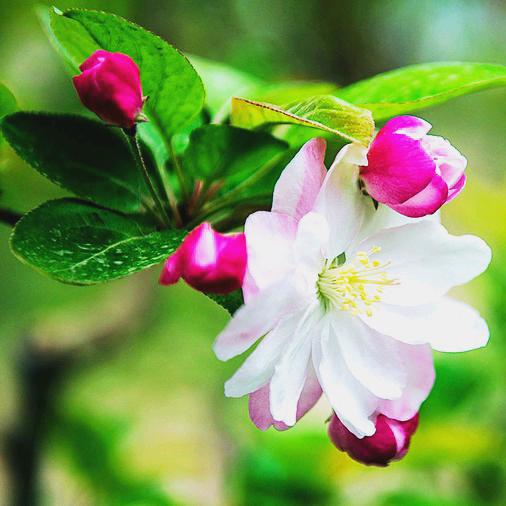 静若繁花🌺
