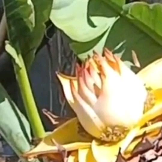 沥歌