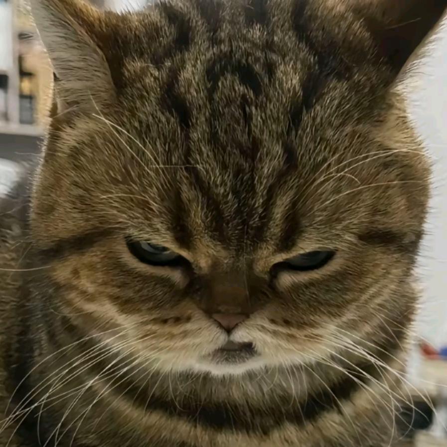 橙子宝宝