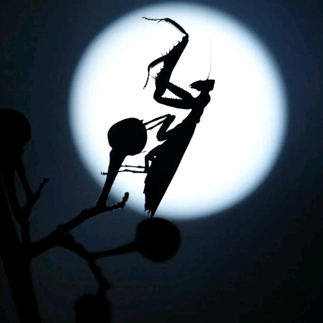 左༂撇༒子༒齐ྀ哥