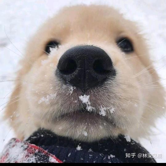 小丑八怪