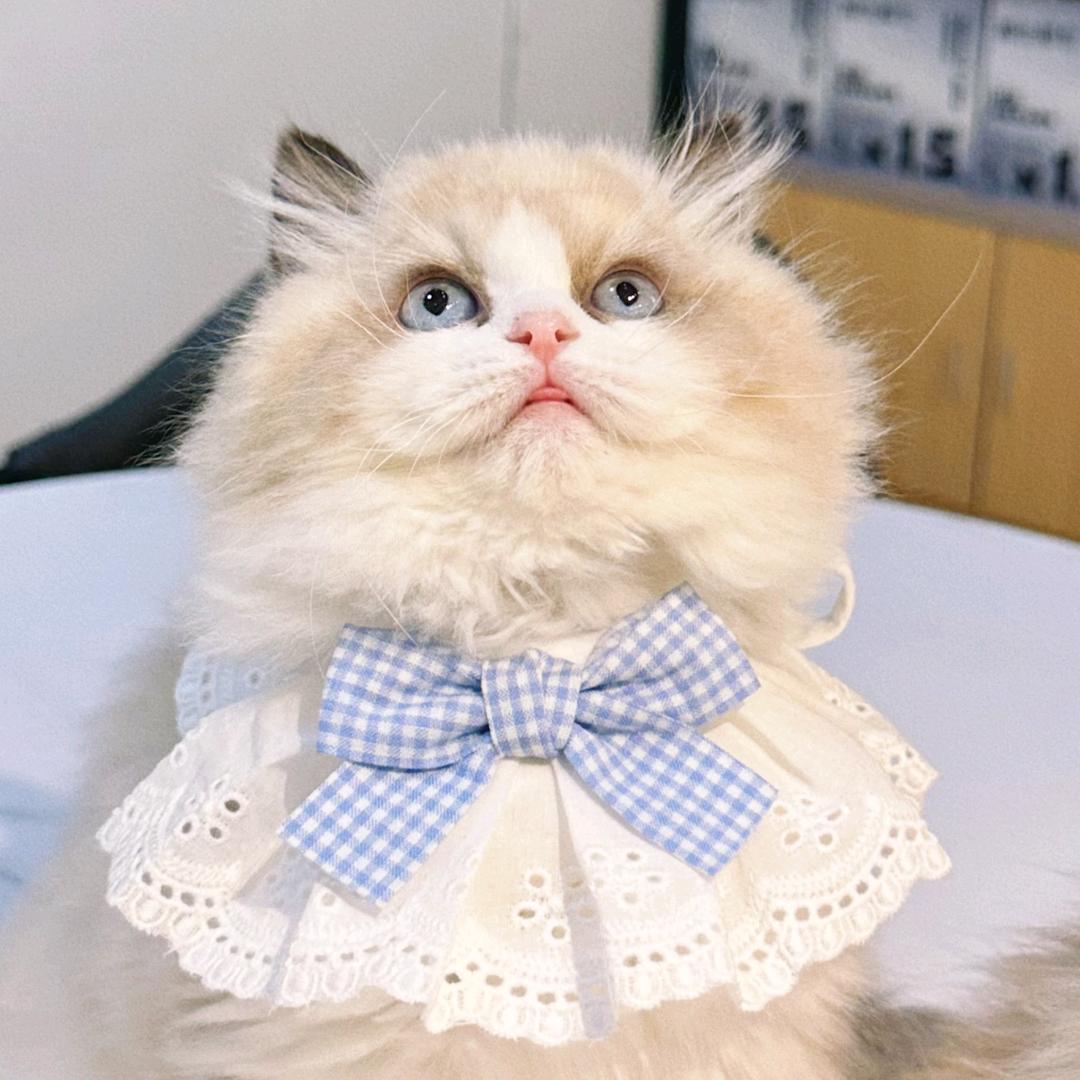义乌lucky喵领猫馆