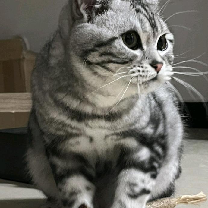 龙⭐