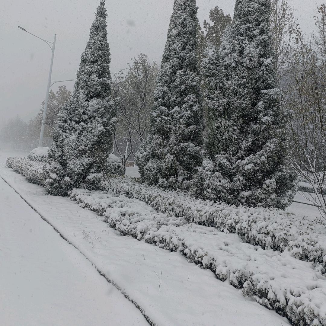 龙龙哥(努力版)