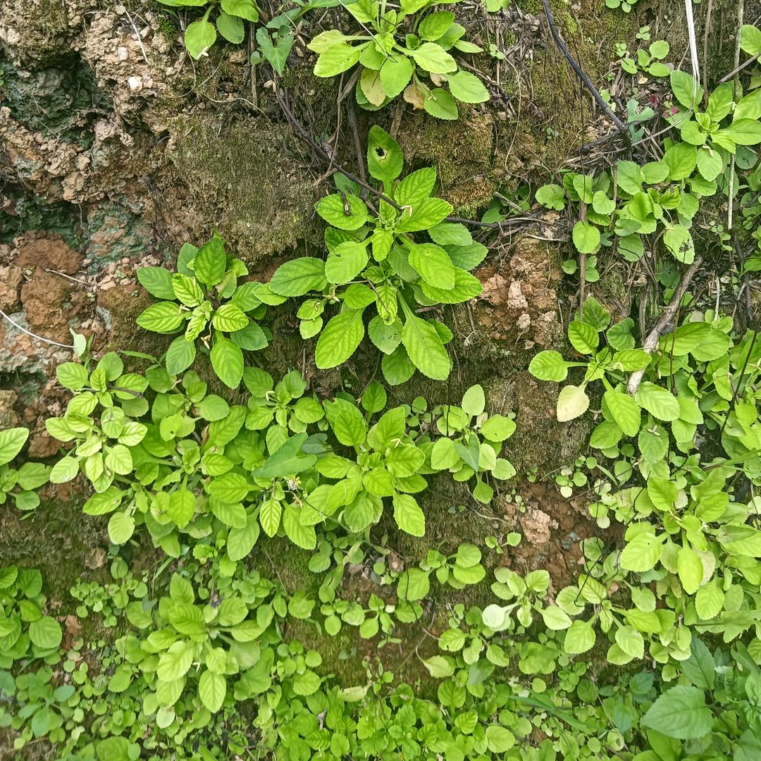 栀子花开
