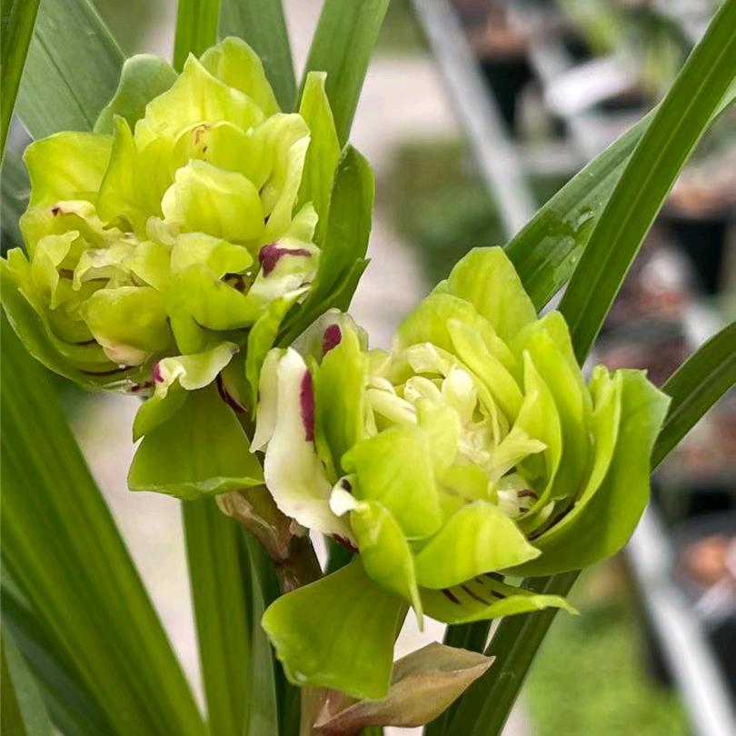 一生一世只爱你一人