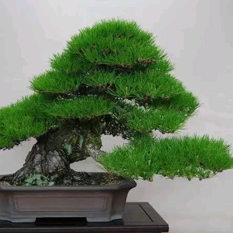 明光市滁宝园盆景销售部
