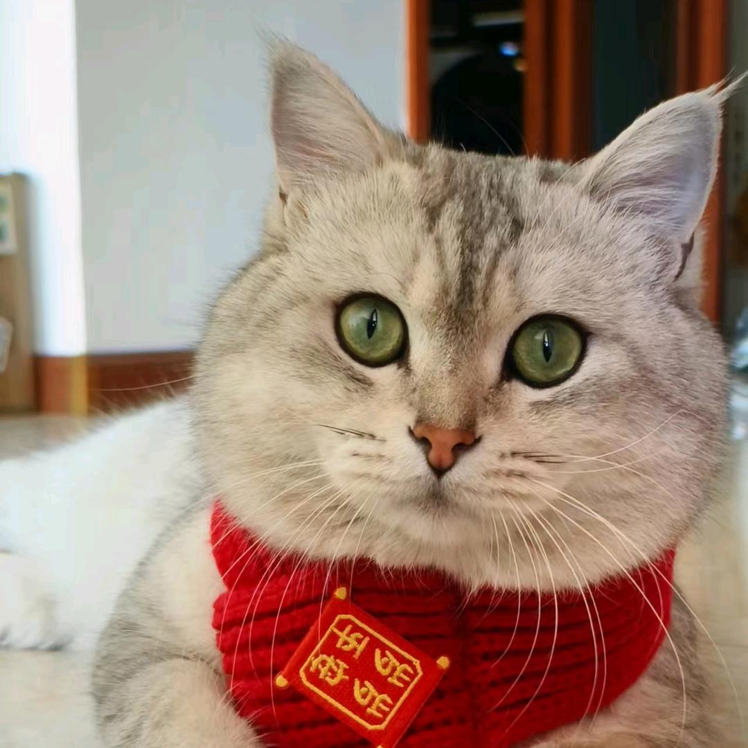 不知名的铲屎官