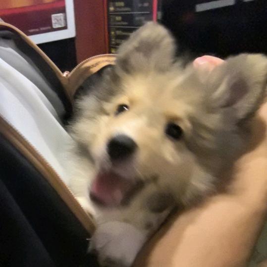 爱吃鲨鱼的薯条