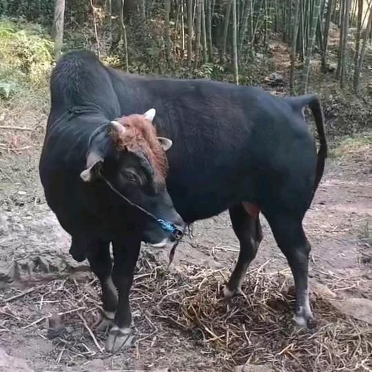 牛牛牛