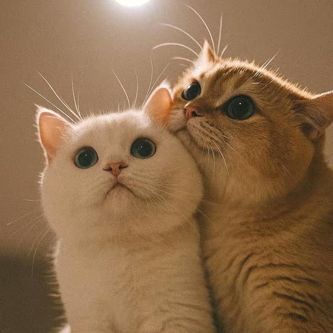 Mr杨🍭