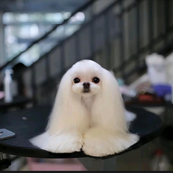 伏波堂犬业（马尔济斯、西施犬、小鹿犬）
