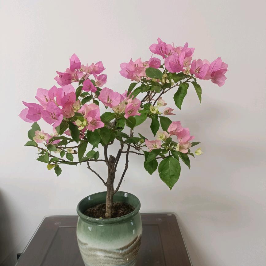 四月菊