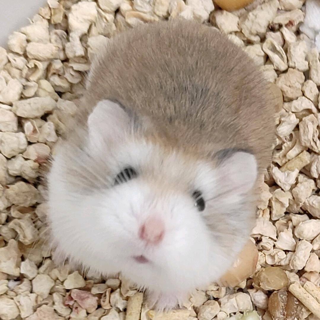 宠贝萌宠