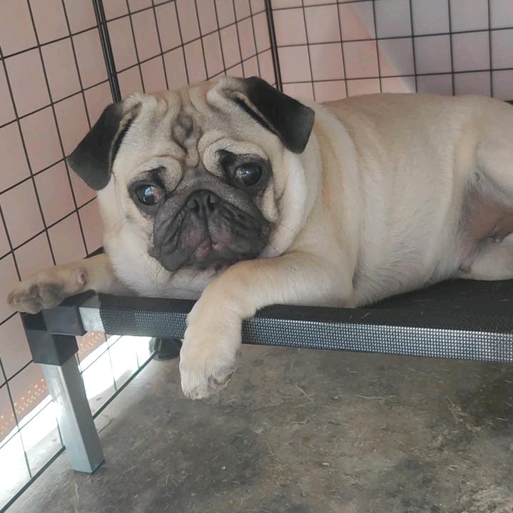 🌈🌈我的小巴🐷🌈🌈