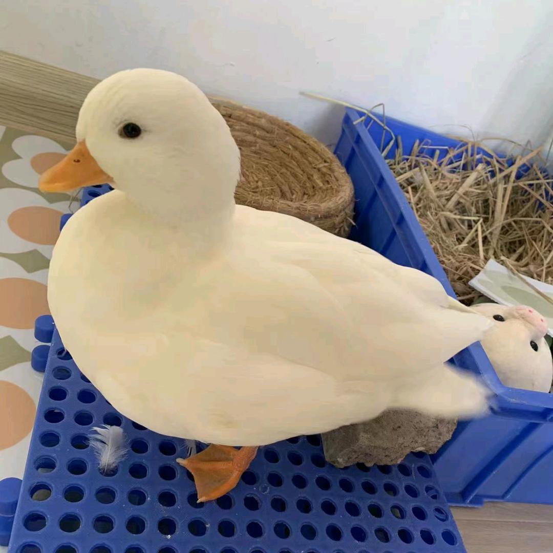 晗明之家柯尔鸭