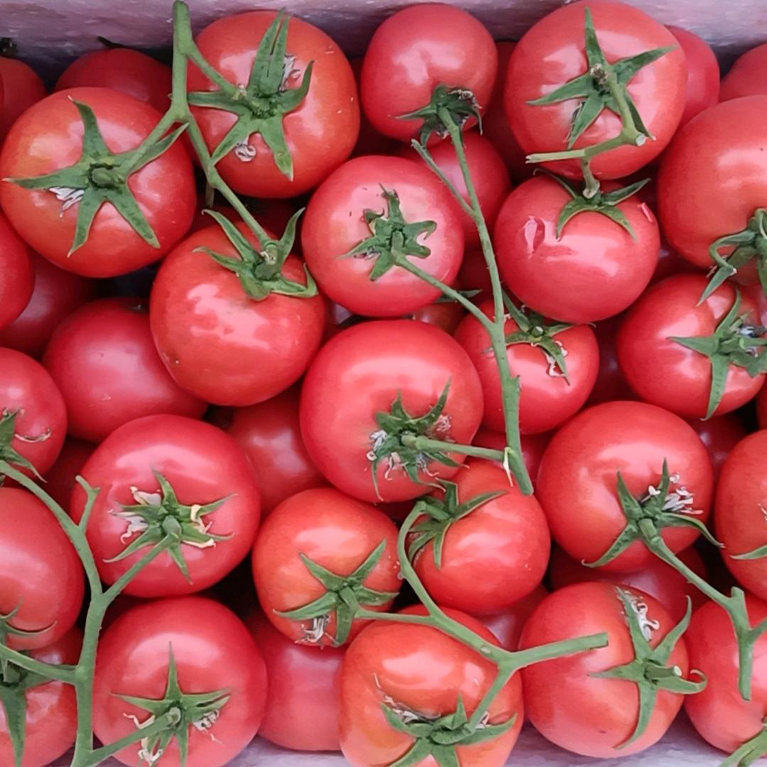 水果西红柿团购