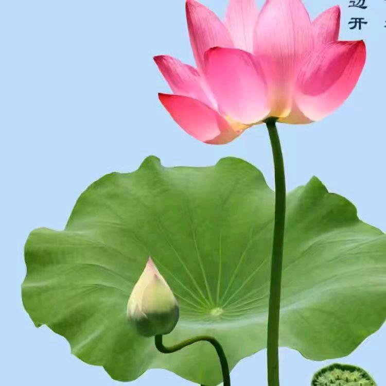明堂