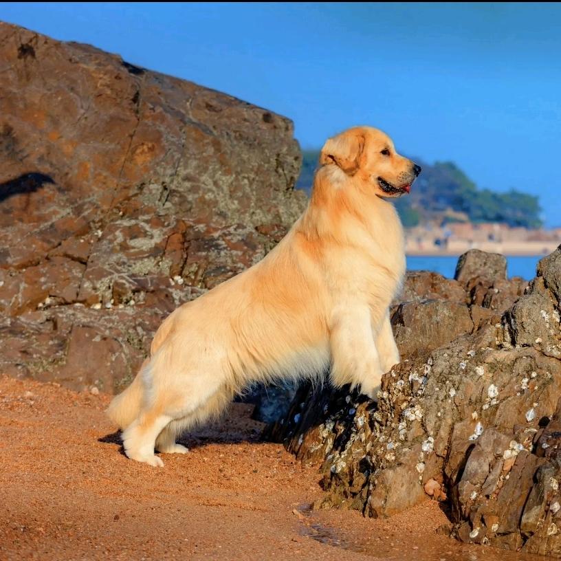 成都平乐金毛犬舍